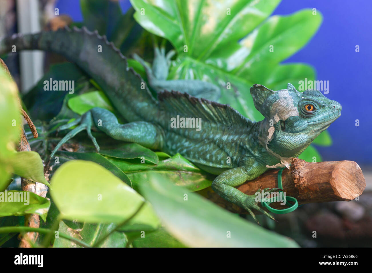 Basiliscus basiliscus Basiliscus plumifrons,. Einen großen grünen Helm tragenden Basilisk sitzt auf einem Ast im Terrarium. Basilisk Shedding seine Haut, Stockfoto