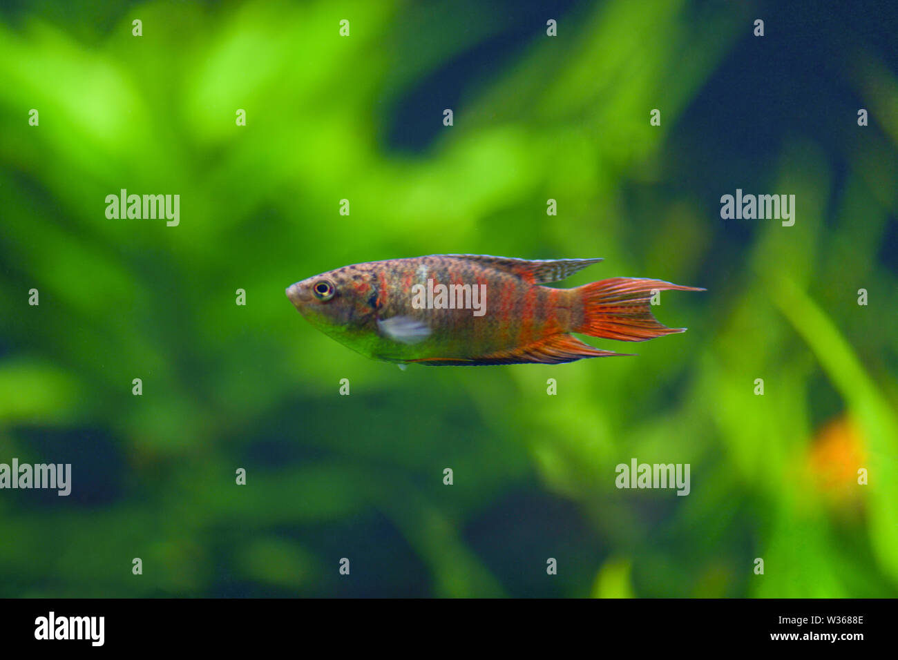 Macropodus opercularis. Fisch Lorenz gewöhnlichen orange in einem grauen Streifen schwimmt in einem transparenten Aquarium mit grünen Pflanzen. Paradies Fisch gurami Makro Stockfoto