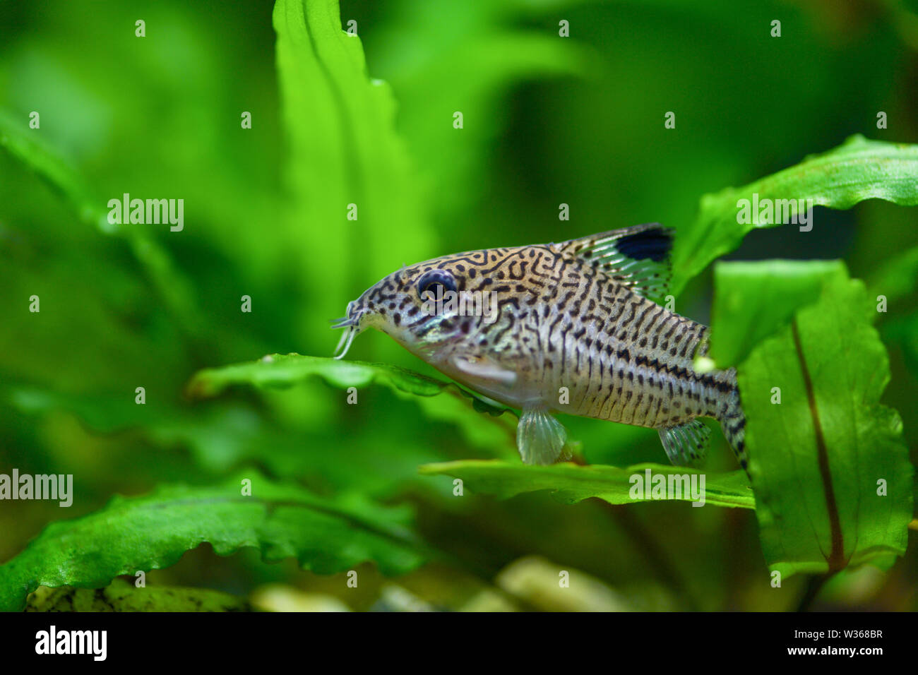 Wels Aquarium Stockfotos und bilder Kaufen Alamy