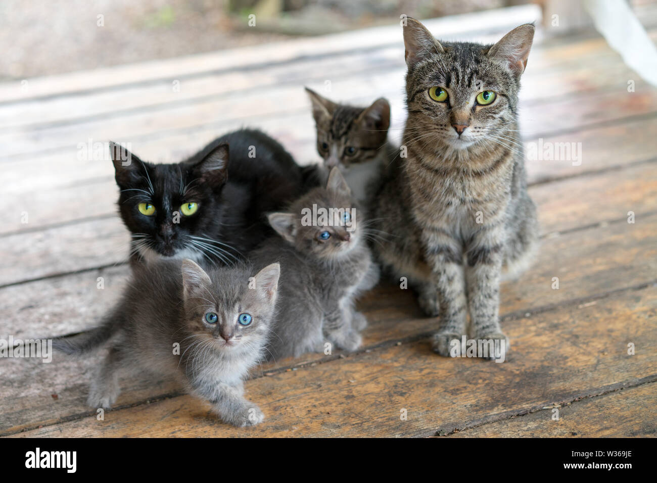 Cat-Familie. Zwei erwachsene Katzen und drei Jungtiere sitzen auf Holzplatten. Stockfoto