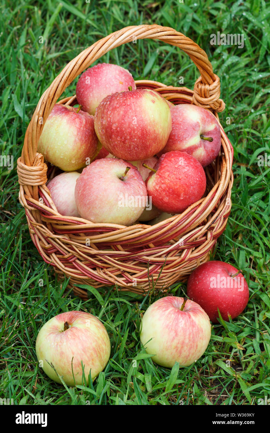 Nur reife Äpfel in einem Weidenkorb und auf grünem Gras im Garten gepflückt. Gerade geerntete Früchte. Stockfoto