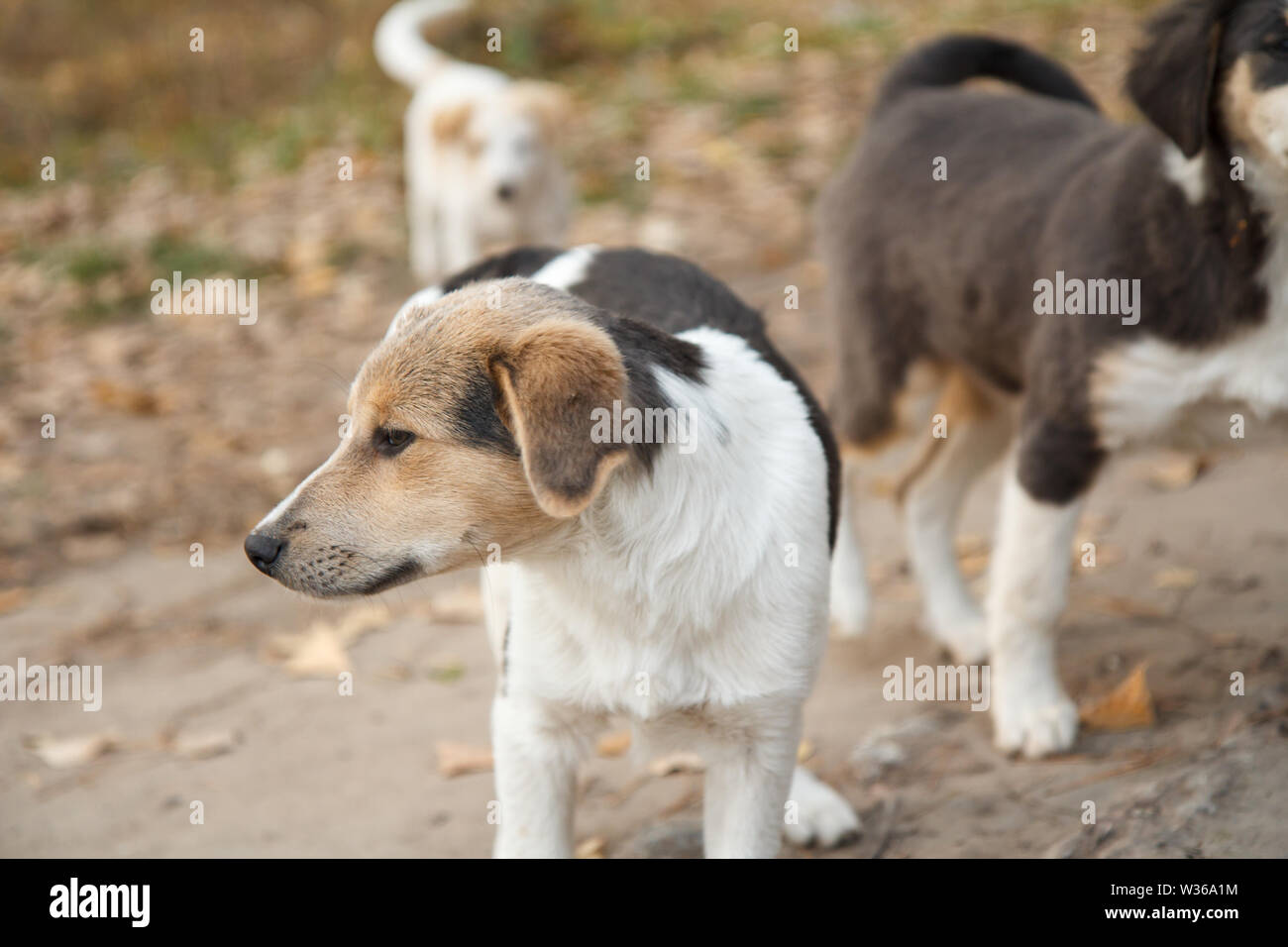 Obdachlose kleinen Hund suchen nach etwas auf der Straße im Herbst mit anderen, die auf dem Hintergrund. Geringe Tiefenschärfe. Stockfoto