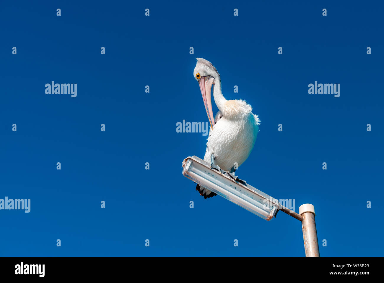 Pelikan sitzen auf lichtmast am Semaphor Jetty, South Australia Stockfoto