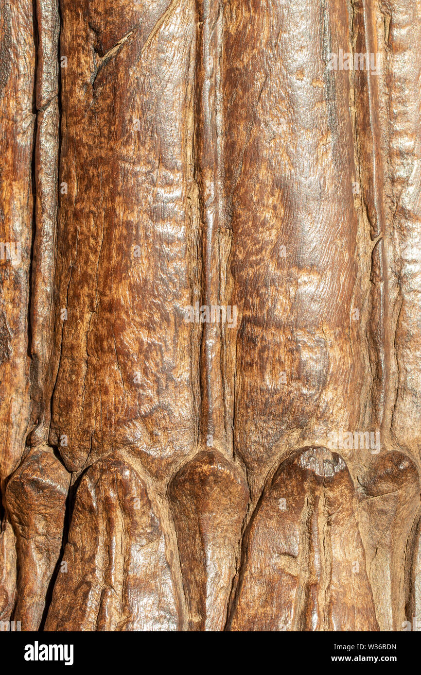 In der Nähe von alten hölzernen Textur Hintergrund. Nahaufnahme von einem Detail aus einer alten indischen Tempel Tür mit dem ursprünglichen Carving in lokalen Farben. Massivholz. Stockfoto