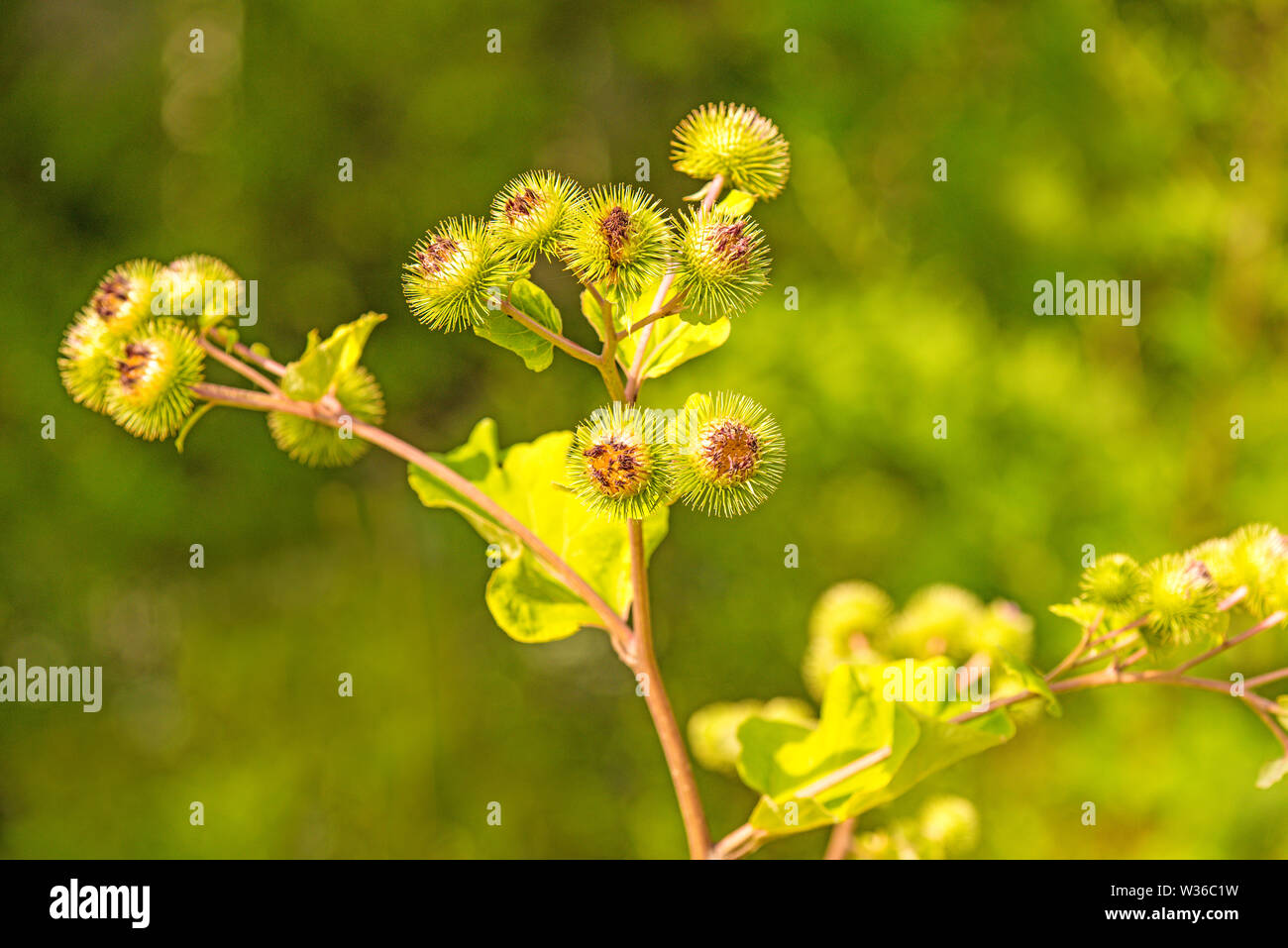 Heilpflanze die Klette mit Blume Stockfoto