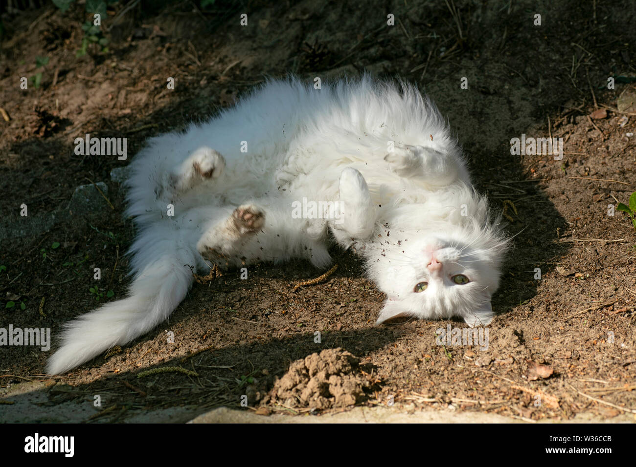 Weiße Katze erstaunliche Portrait Makro Hintergrund wallpaper hochwertige Fine Art Prints Produkte Stockfoto