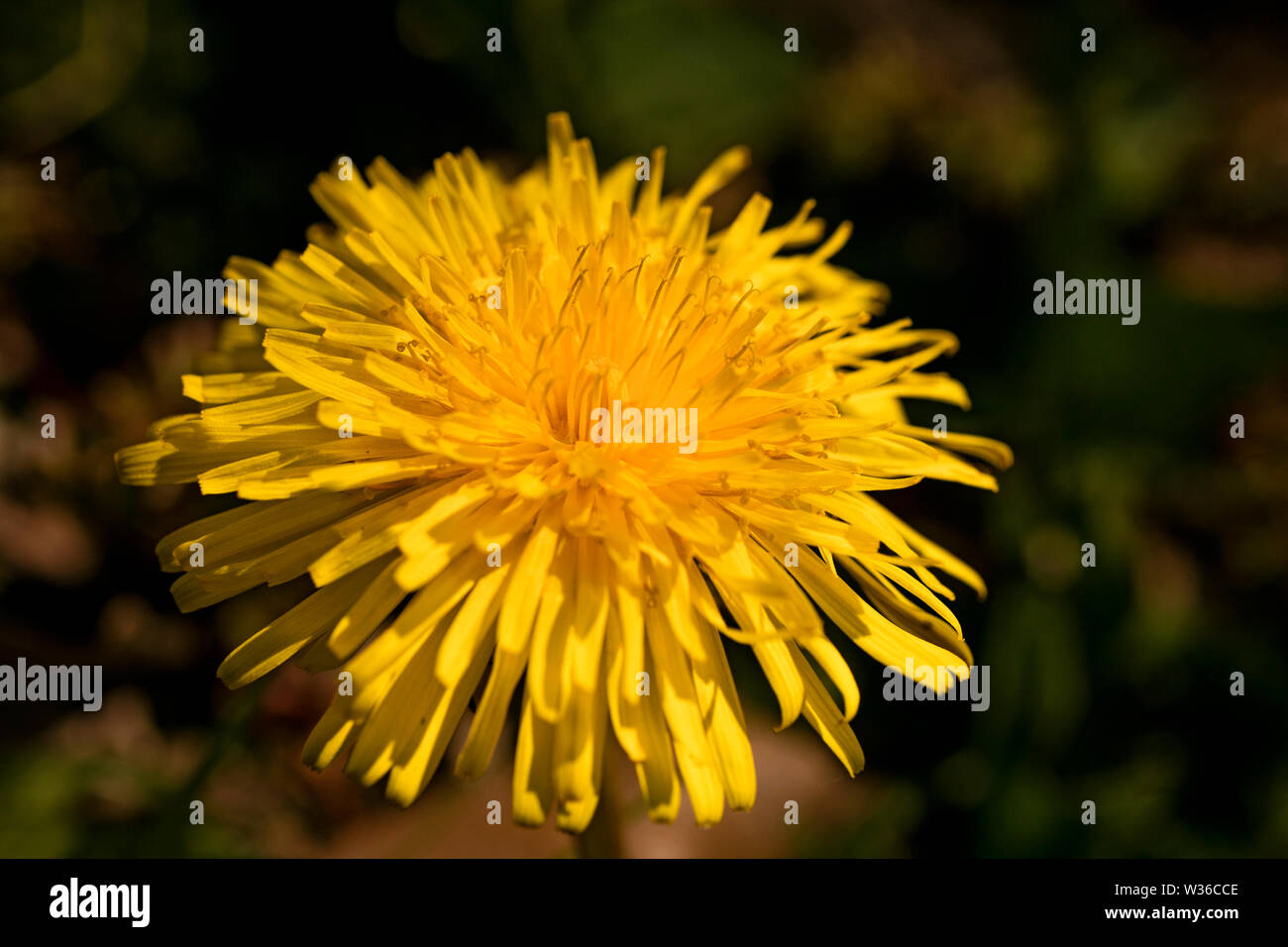 Gelb Makro Blume Hintergrundbild hochwertige Drucke Fine Art. Stockfoto