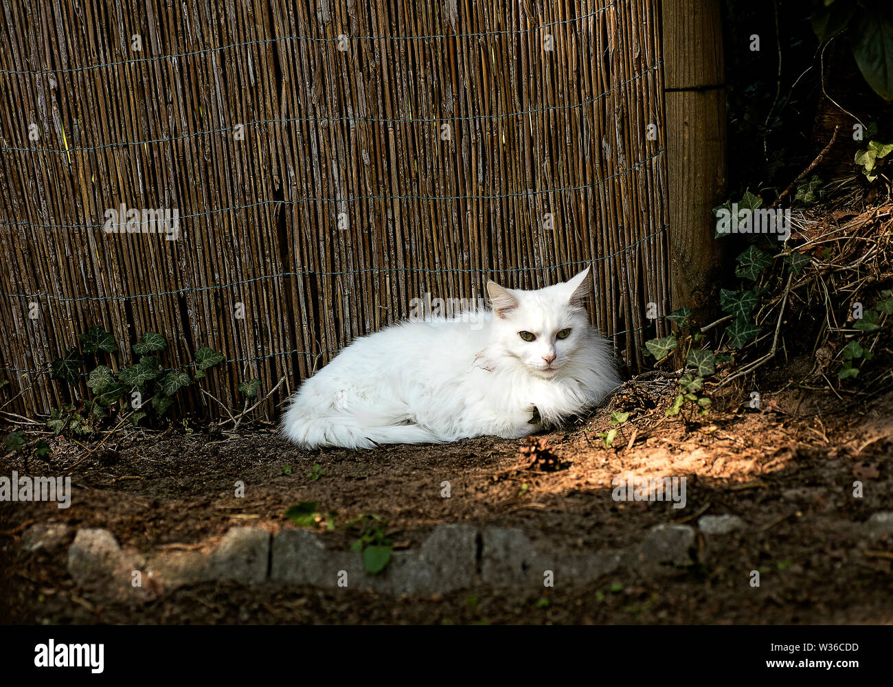 Weiße Katze erstaunliche Portrait Makro Hintergrund wallpaper hochwertige Fine Art Prints Produkte Stockfoto