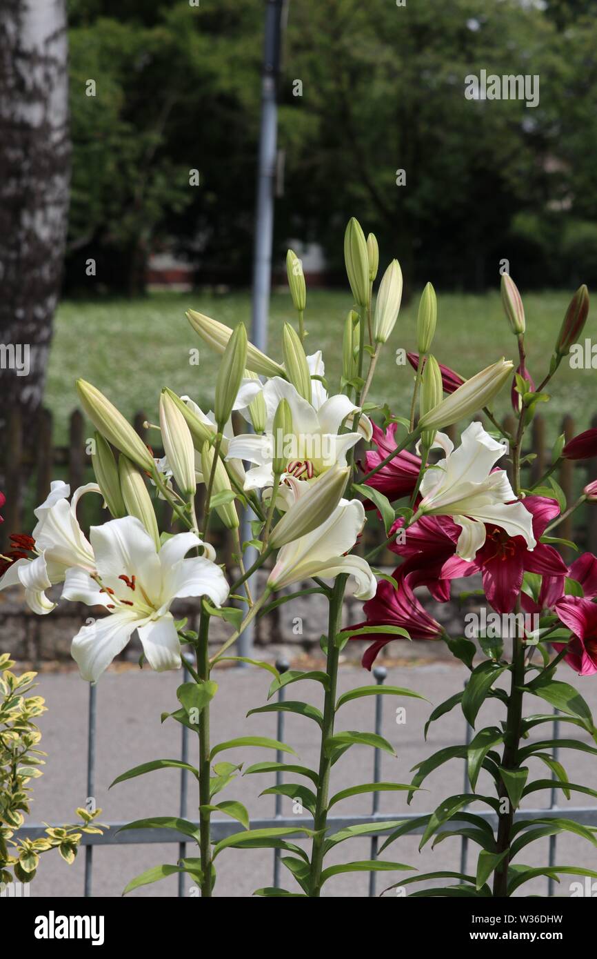 Tulpenbaum im sommer Stockfotos und bilder Kaufen Alamy