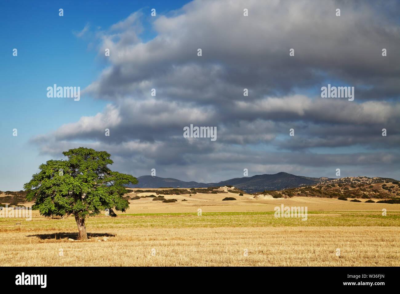 Landschaft mit einem einsamen Baum in einem Feld gemäht, Nördlich Zypern Stockfoto