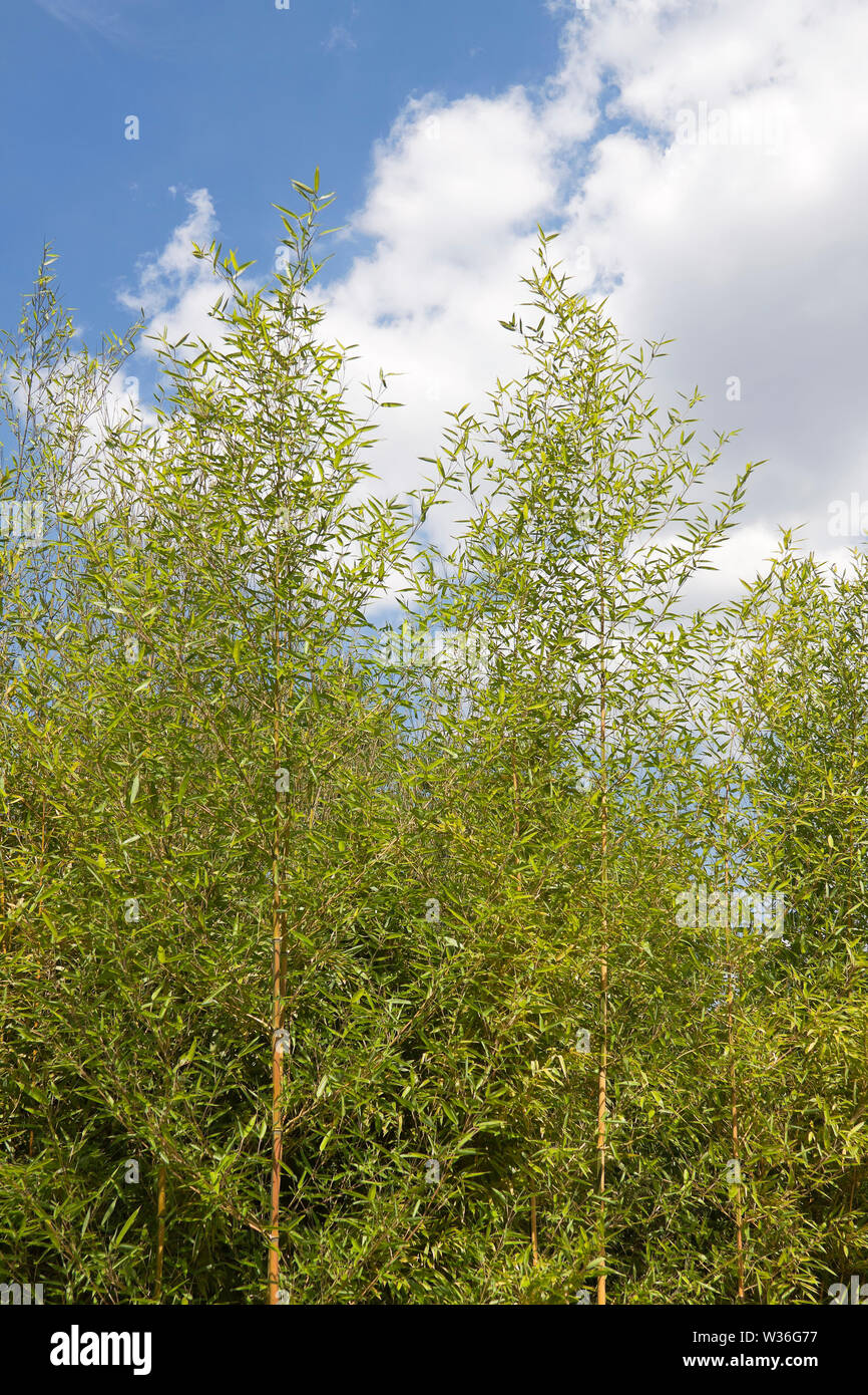 Bambus, immergrne Staude blhende Pflanzen in der unterfamilie  Bambusoideae der Sgrser Poaceae Stockfotografie - Alamy