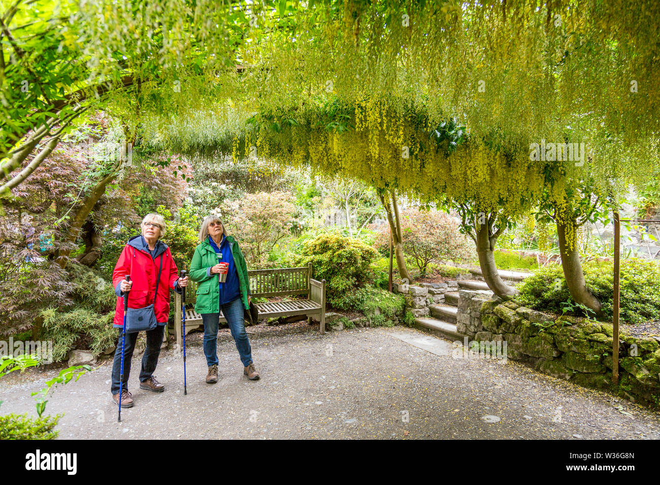 Ein Besucher und die herrlichen Goldregen arch diskutieren an Bodnant Gardens, Conwy, Wales, Großbritannien Stockfoto