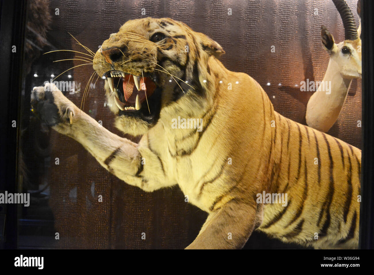 Ein taxidermy Tiger in der natürlichen Geschichte Galerie an Manchester Museum, Großbritannien. Ein Teil der Universität Manchester Stockfoto