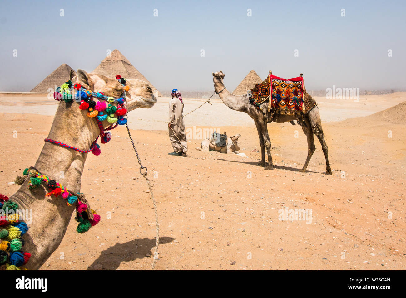 Kamele in der Wüste mit einem ägyptischen Mann sein Kamel an der Giza Plateau führt mit den Pyramiden in den Hintergrund. Stockfoto