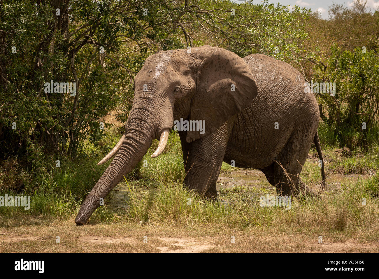 Afrikanischen Busch Elefanten im Schlamm erstreckt sich Trunk Stockfoto