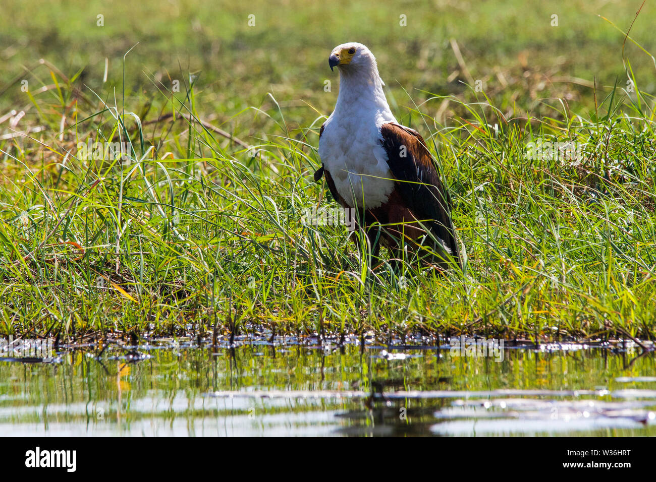 African Fish Eagle auf dem Boden im Gras am Rande des Okavango Delta Botswana Stockfoto