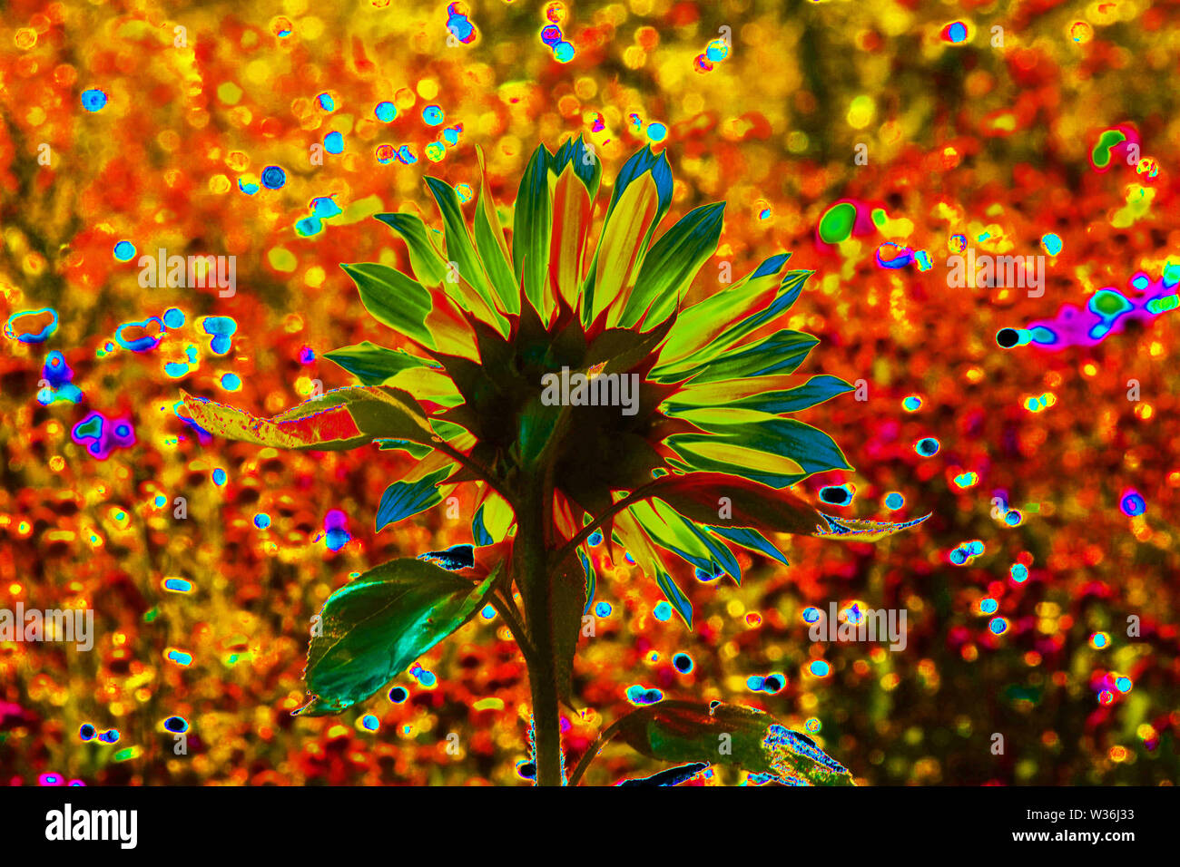 Psychedelic Sonnenblume, Flower Power Stockfoto