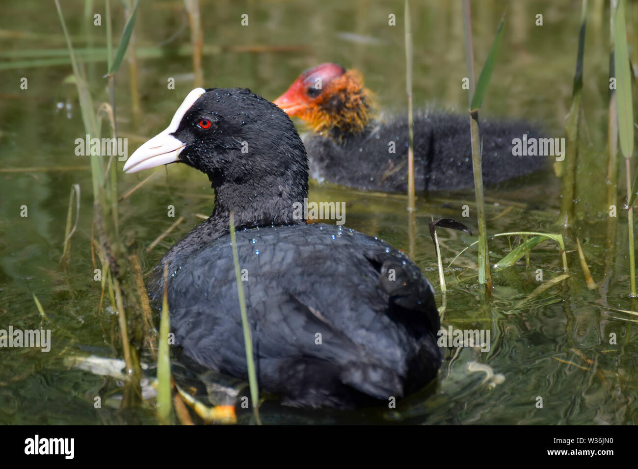 Baby blässhuhn Schwimmen in einem Teich Stockfoto