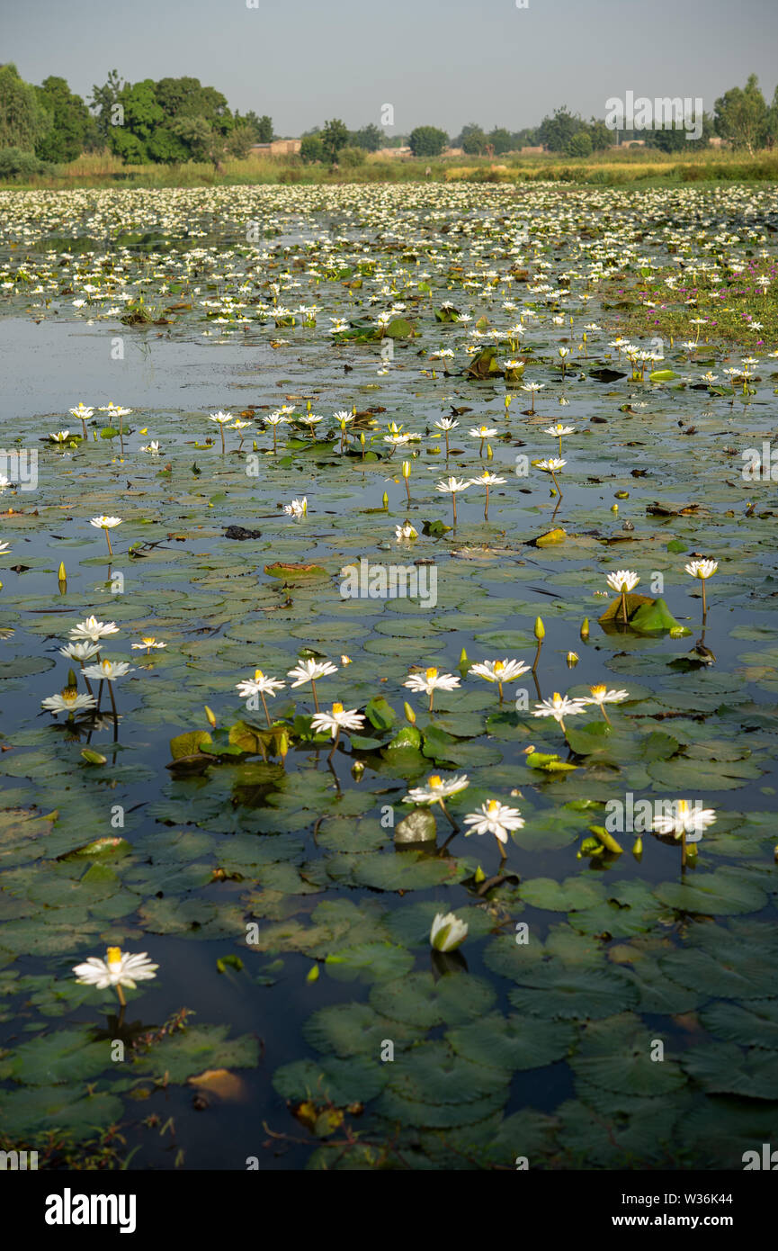 Weiß ägyptische Lotusblume, Nymphaea Lotus, Ninfeacee, Burkina Faso, Afrika Stockfoto