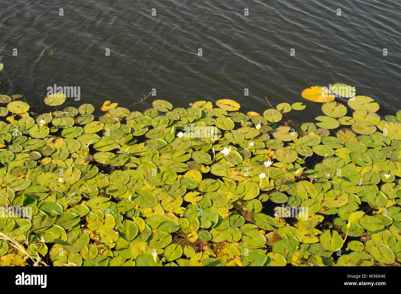 Weiß ägyptische Lotusblume, Nymphaea Lotus, Ninfeacee, Burkina Faso, Afrika Stockfoto