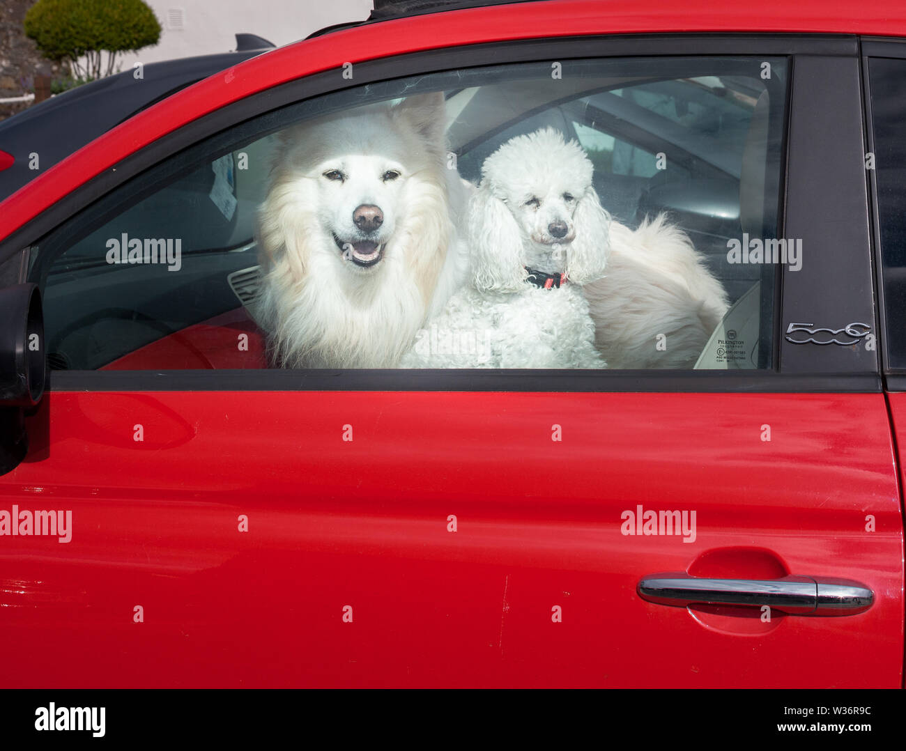 Kinsale, Cork, Irland. 12. Juli, 2019. Zwei Hunde sitzen auf dem Beifahrersitz von ihren Besitzern Auto ein Auge auf Aktivitäten in ihrer Umgebung. Stockfoto