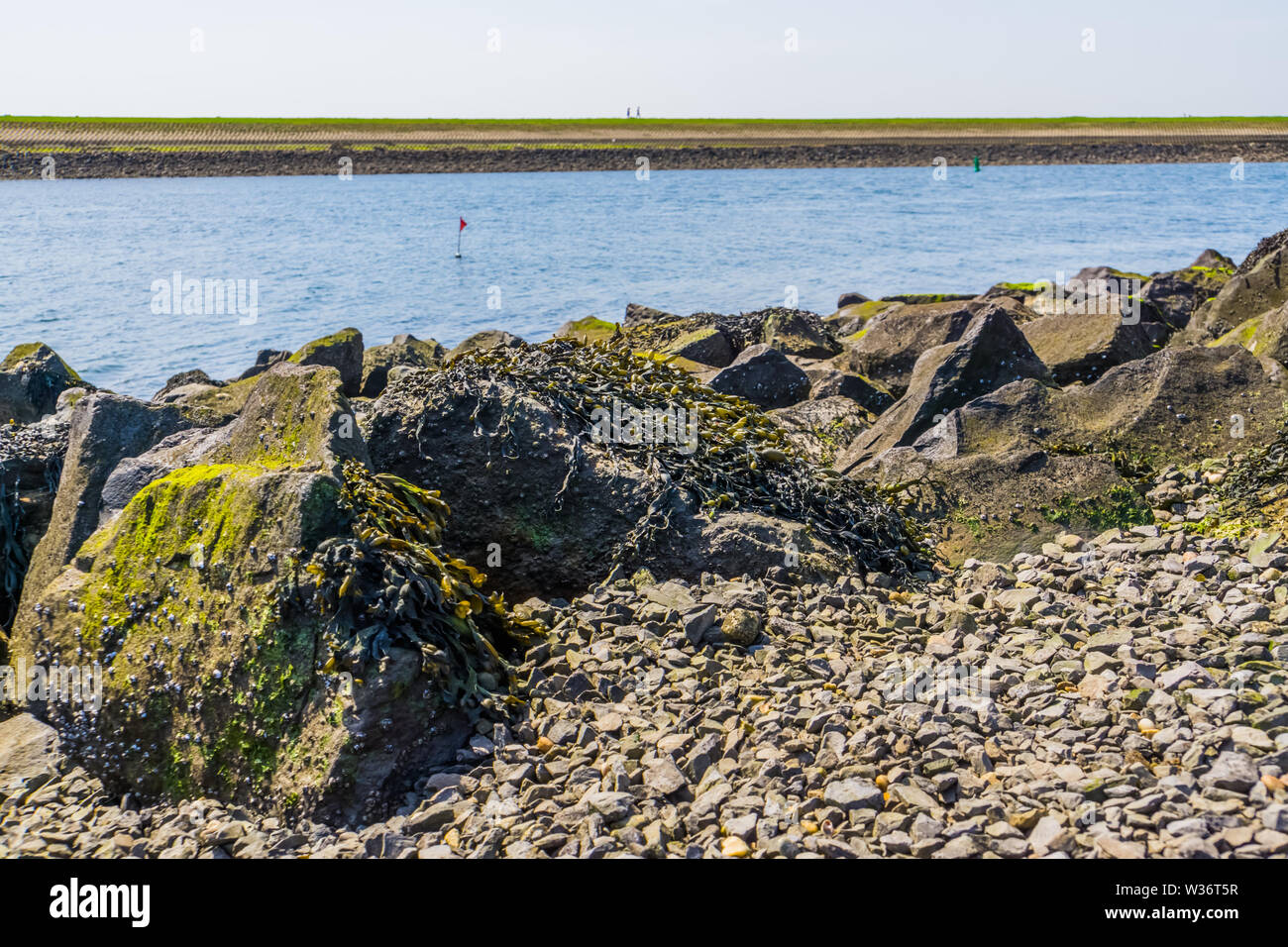 Felsen in Seetang mit Blick auf das Meer, den Strand von Tholen, Bergse diepsluis, Oesterdam, Zeeland, Niederlande Stockfoto