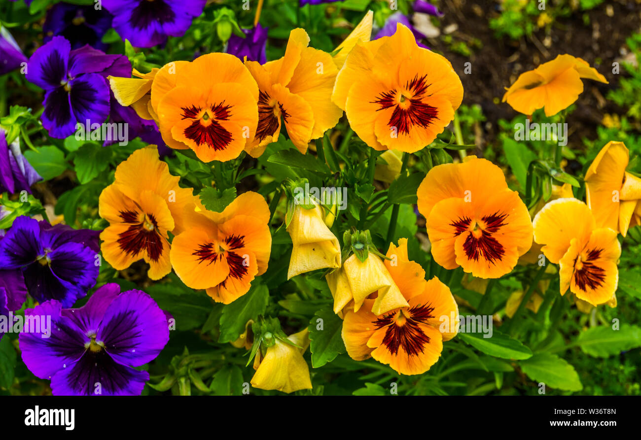 Nahaufnahme von orange Stiefmütterchen Blumen, bunte und beliebte Zierpflanzen Garten Blumen, Natur Hintergrund Stockfoto