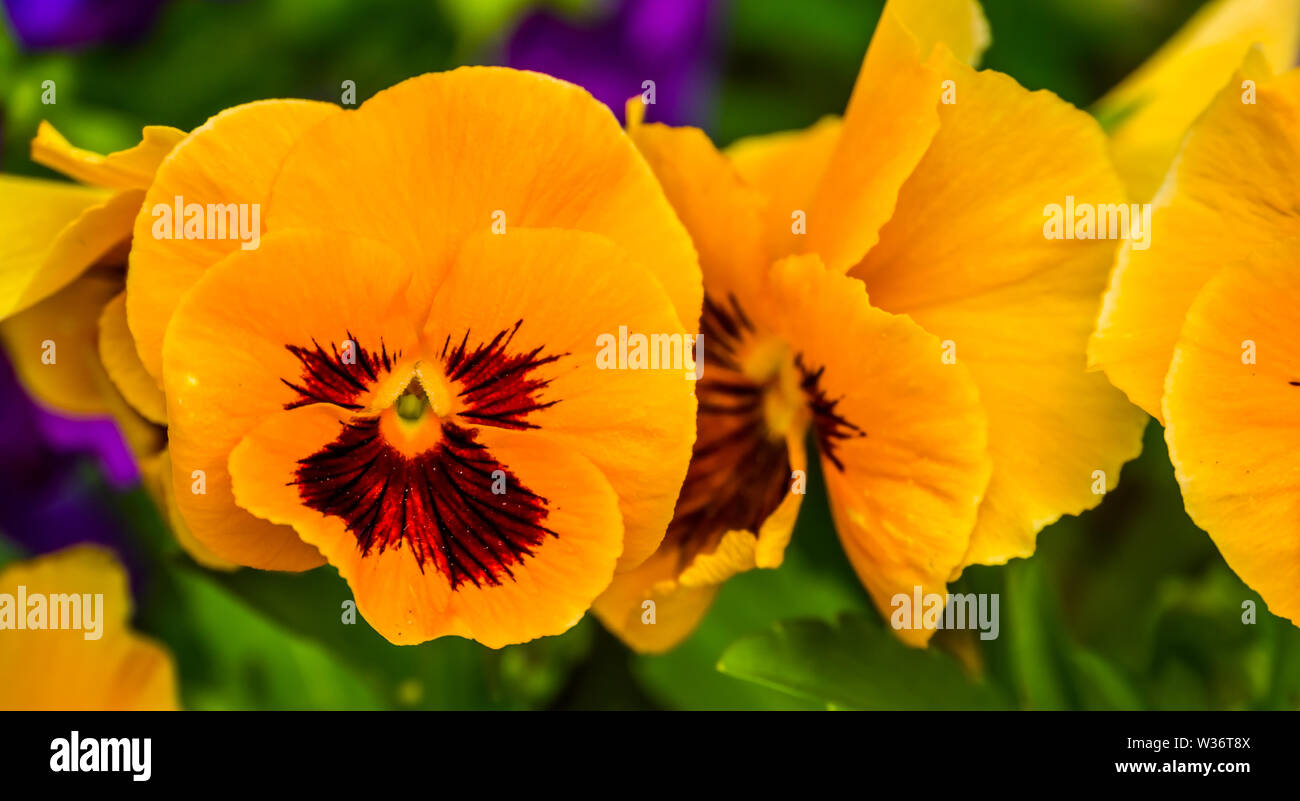 Makro Nahaufnahme eines orange Stiefmütterchen Blume, bunte und beliebte Zierpflanzen Garten Blumen, Natur Hintergrund Stockfoto