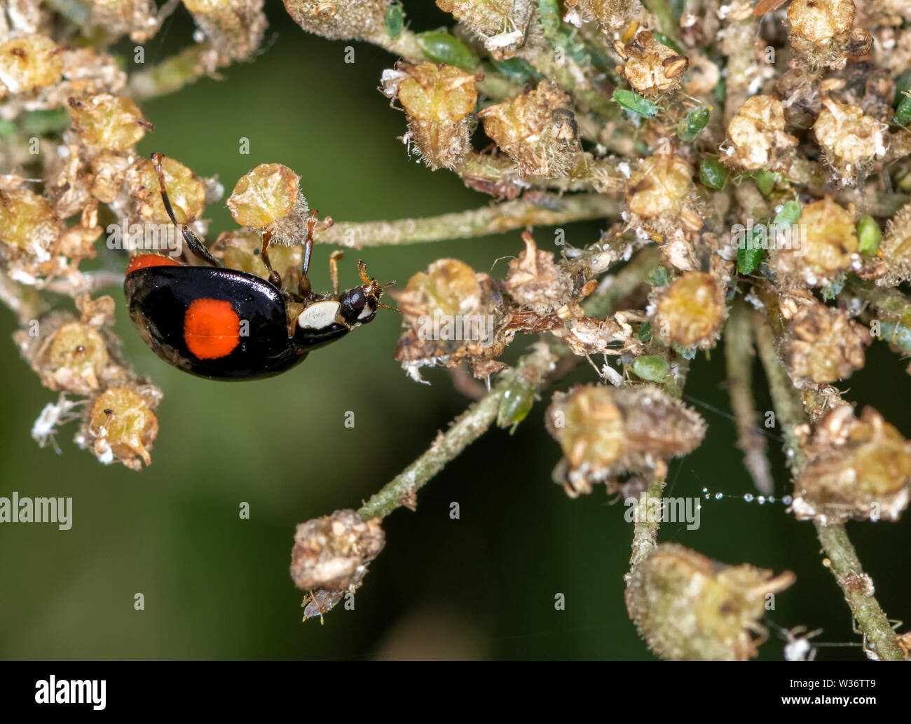 Harlekin Marienkäfer (Harmonia axyridis), auch bekannt als die Asien Marienkäfer, auf der Blume Leiter der Queen Anne's Lace, diesem Marienkäfer ist eine invasive Arten Stockfoto
