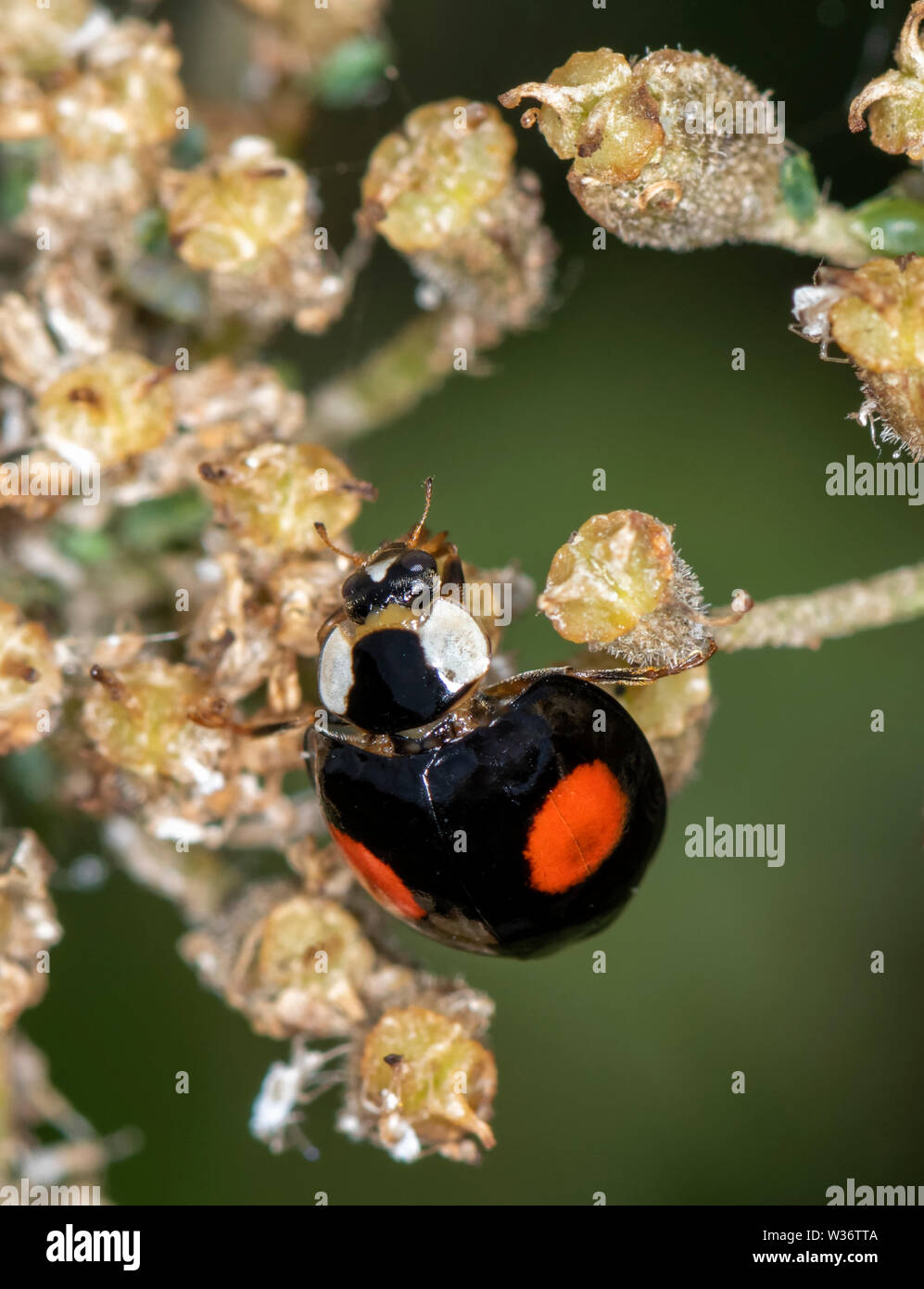 Harlekin Marienkäfer (Harmonia axyridis), auch bekannt als die Asien Marienkäfer, auf der Blume Leiter der Queen Anne's Lace, diesem Marienkäfer ist eine invasive Arten Stockfoto