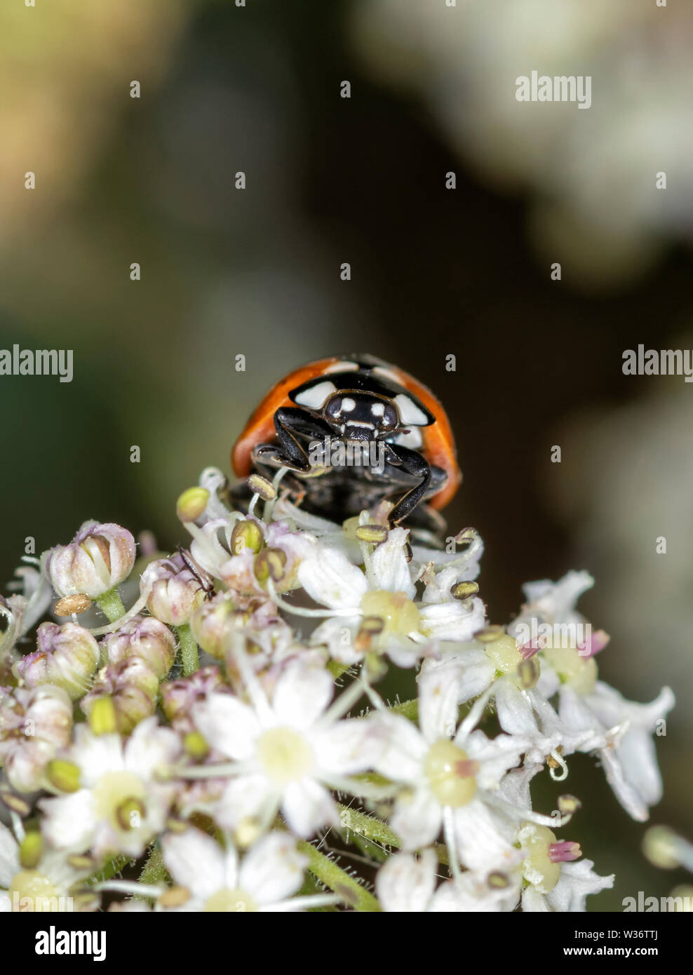 Sieben Spot Ladybird klettern über den Queen Anne's Lace Blume. Nach vorne Stockfoto