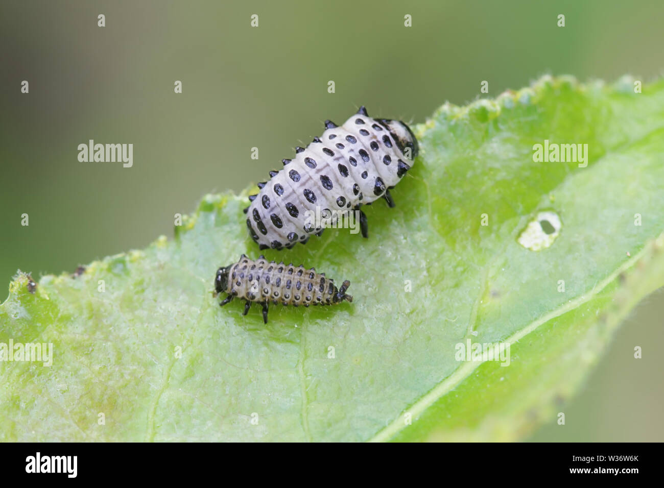 Chrysomela populi, Larven von breiten Schultern blatt Käfer aus der Familie Chrysomelidae Stockfoto