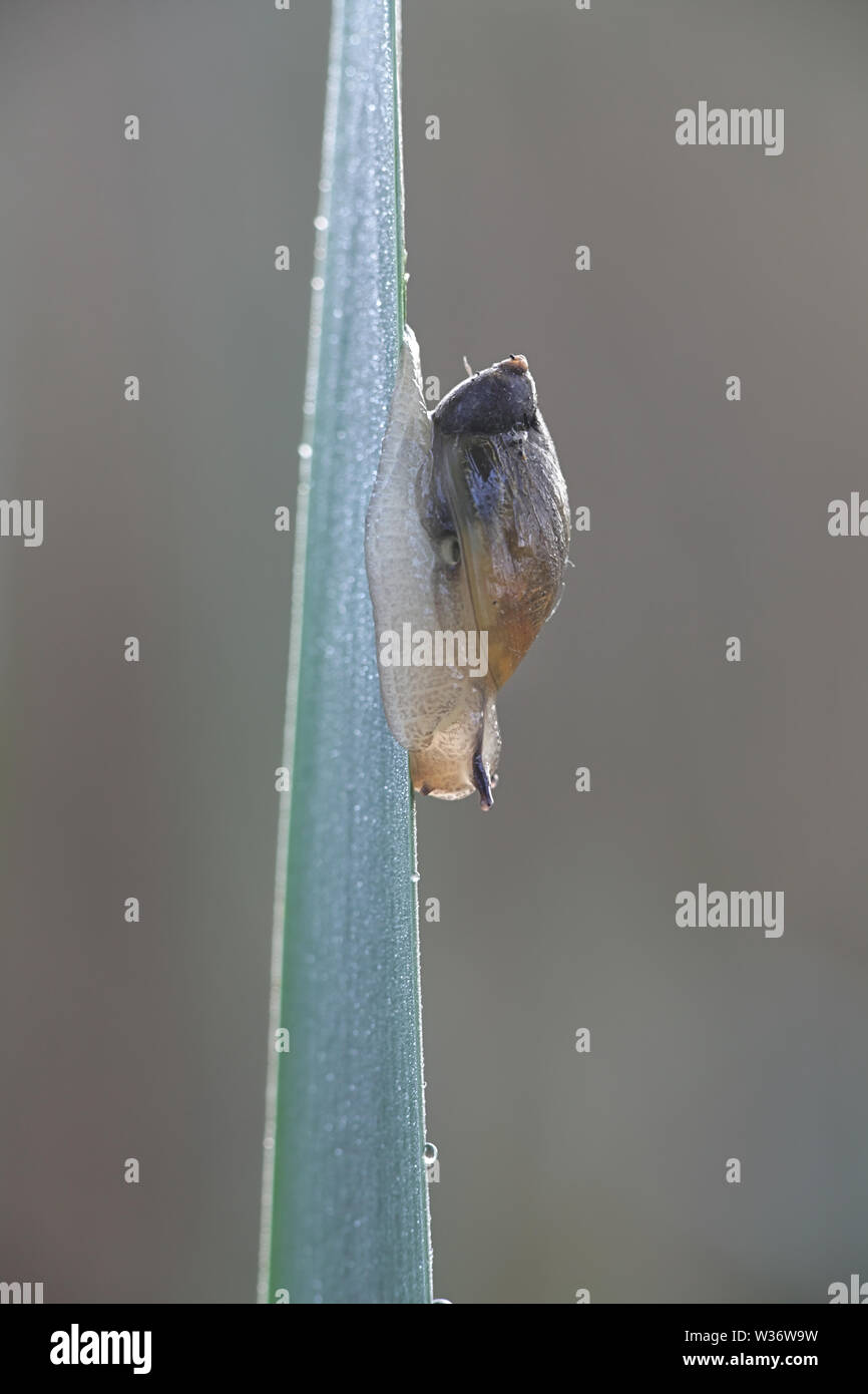 Succinea putris ist eine Pflanzenart aus der Gattung der kleinen Atemluft- land Schnecke in der Familie Succineidae, wie die Gemeinsame gelbe Schnecke bekannt Stockfoto