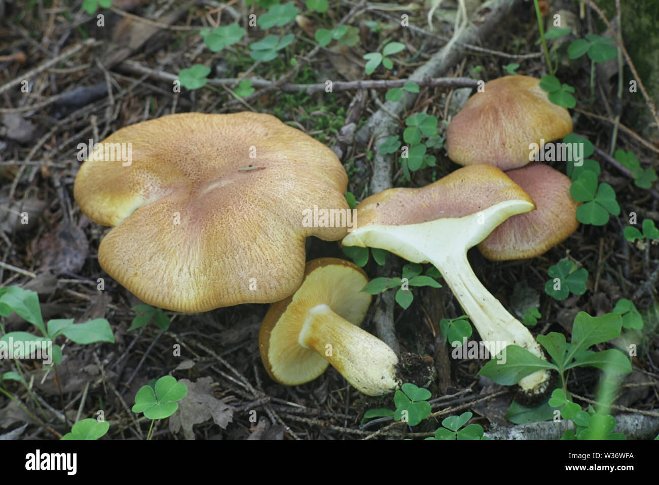 Tricholomopsis rutilans, bekannt als der Pflaumen und Vanillepudding Pilz oder Rothaarige agaric Stockfoto