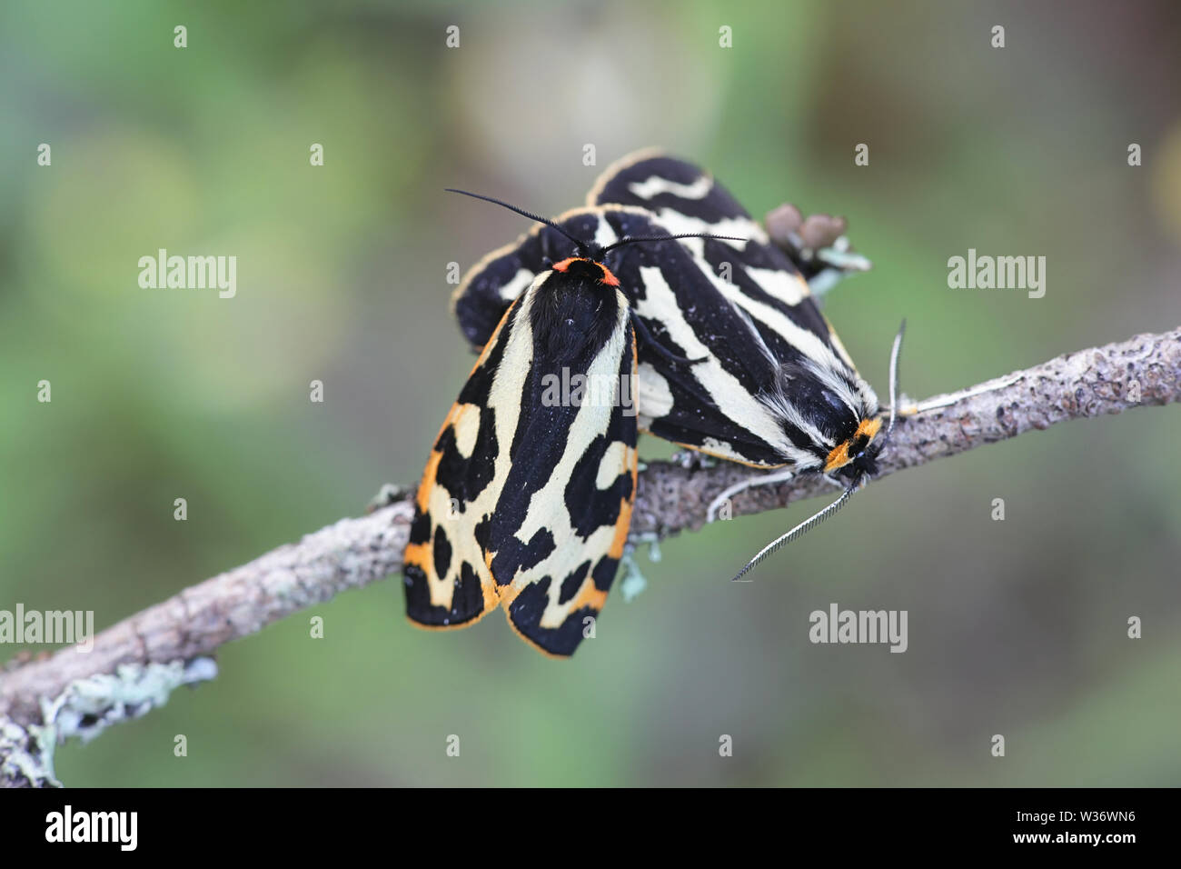 Parasemia plantaginis, bekannt als das Holz Tiger, ein Schmetterling aus der Familie Erebidae Stockfoto