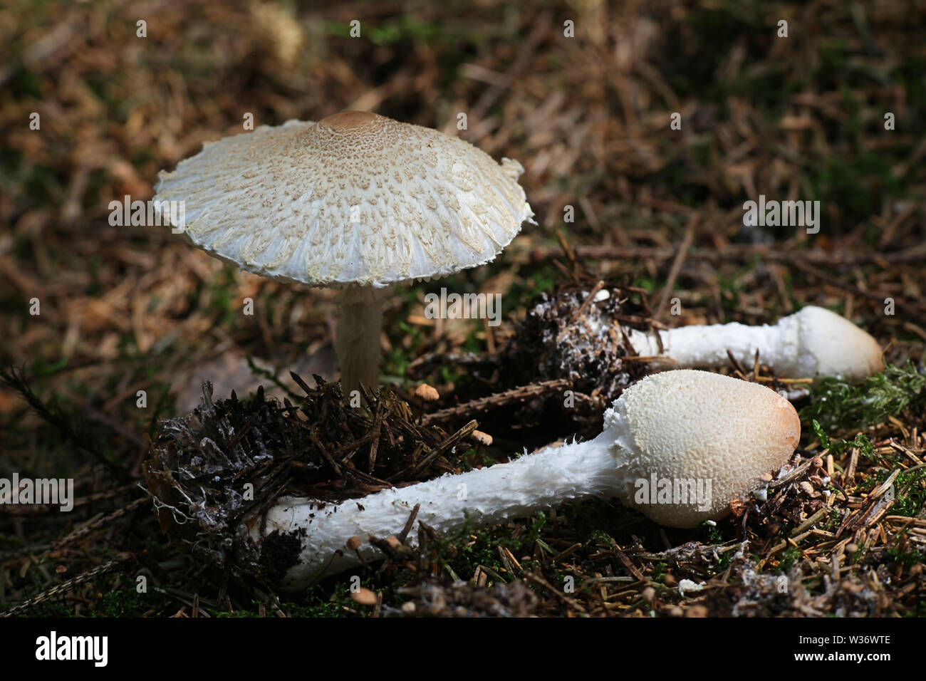 Lepiota clypeolaria, bekannt als der Schirm dapperling oder der shaggy - angepirscht Lepiota, wilde Pilze aus Finnland Stockfoto