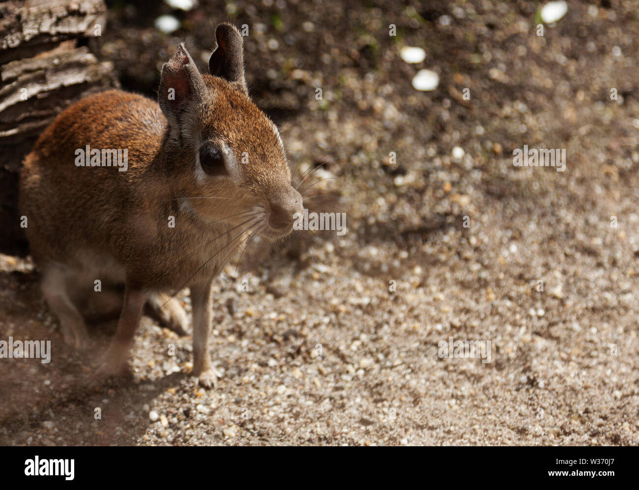Ein Kaninchen wie Tier mit großen Augen Stockfoto