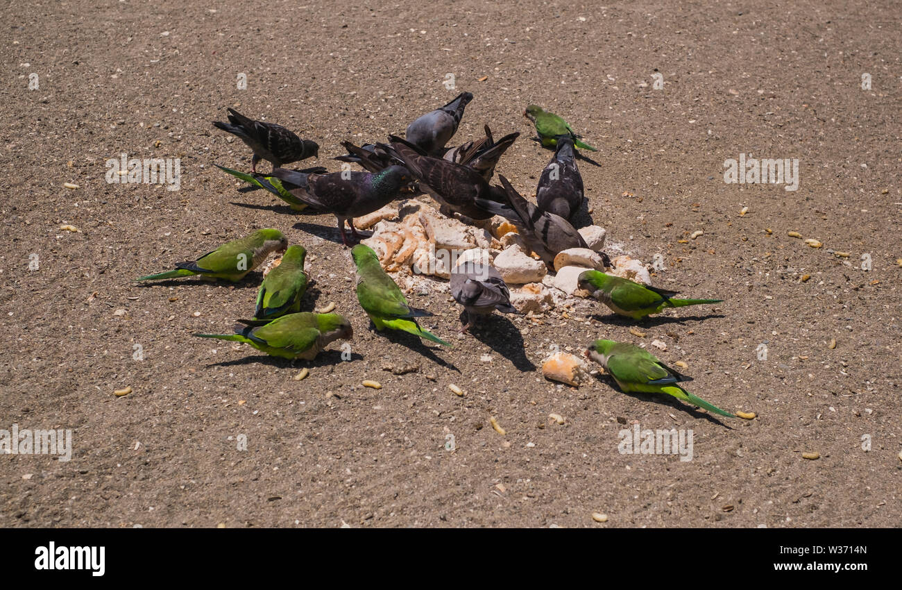 Papageien strand Fotos und Bildmaterial in hoher Auflösung Alamy