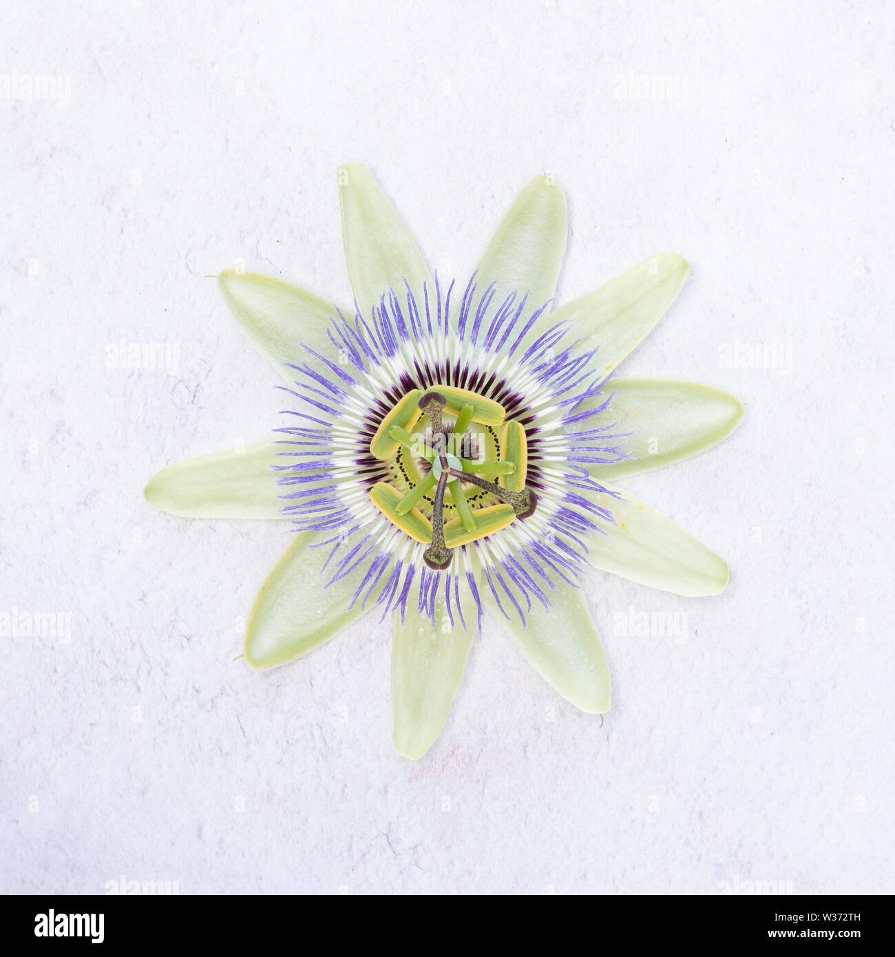 Passionsblume, Passiflora Stockfoto