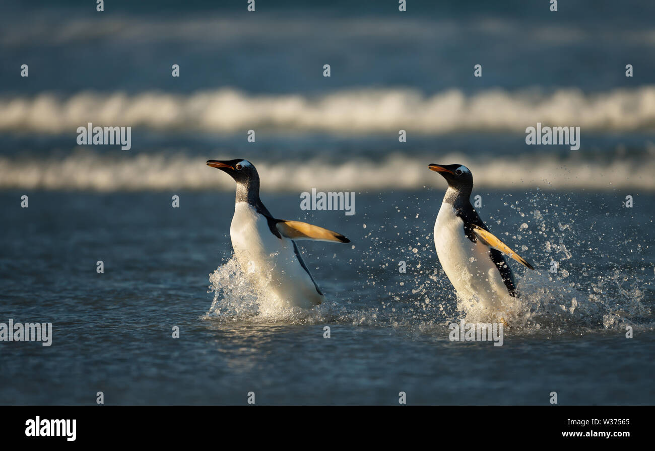 Zwei Gentoo Penguins Rückkehr aus dem Ozean, Falkland Inseln. Stockfoto