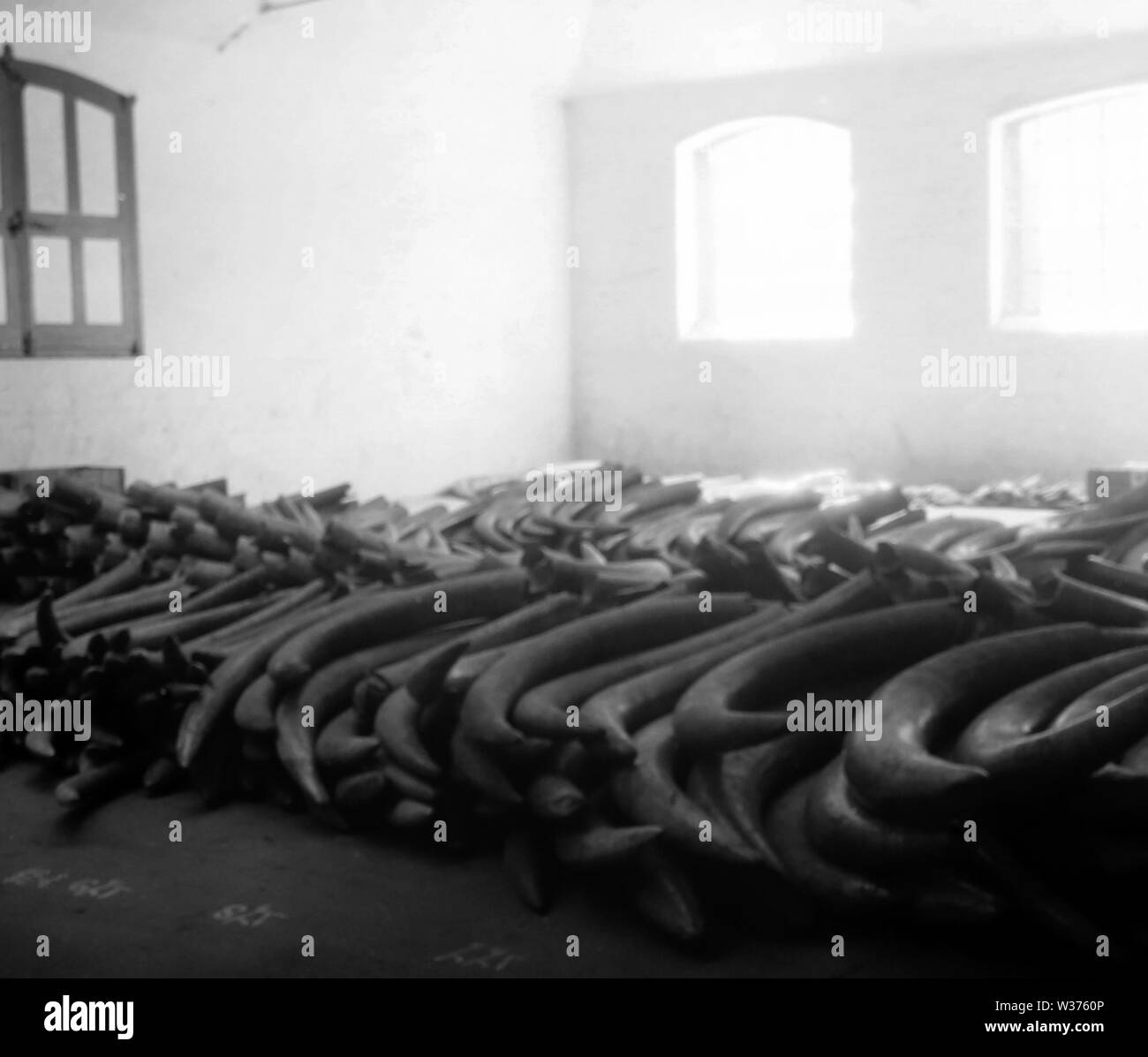 Ivory tusk Lager, London Stockfoto