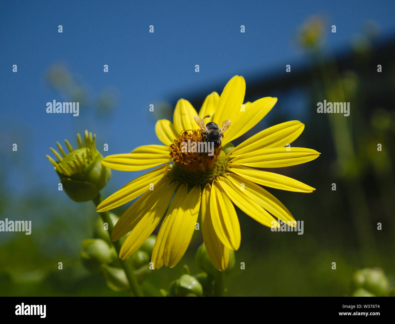 Eine Biene bestäubt eine schöne Blume an einem sonnigen Tag. Stockfoto