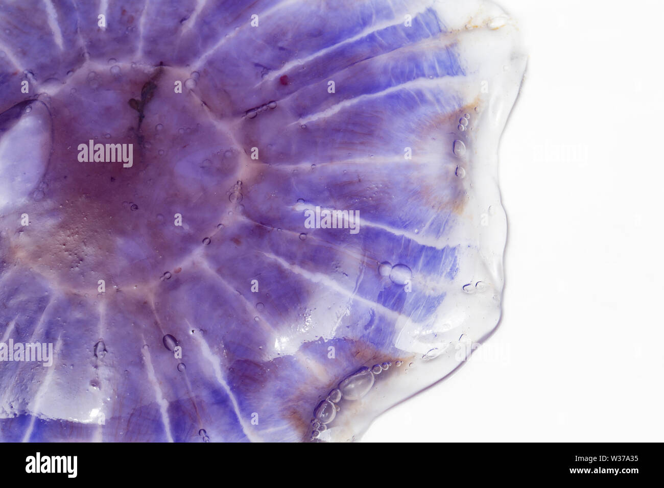 Eine Blaue Qualle, Cyanea lamarckii, gefunden am Chesil Beach in Dorset gewaschen und fotografiert auf einem weißen Hintergrund. Dorset England UK GB Stockfoto