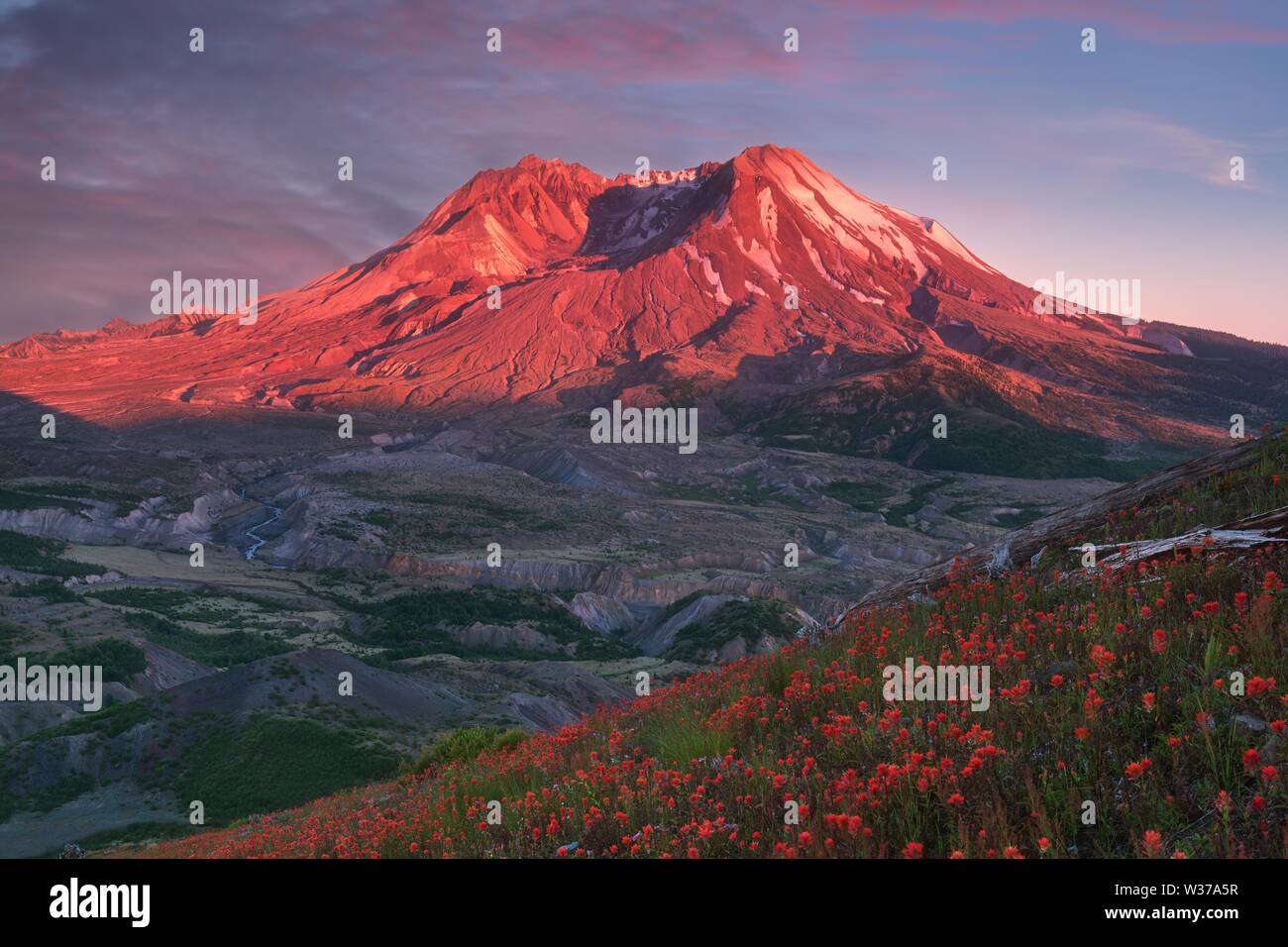 Die atemberaubende Aussicht auf den Vulkan und erstaunliche Tal der Blumen. Harry's Ridge Trail. Mount St. Helens National Park, South Cascades in Washington Stockfoto