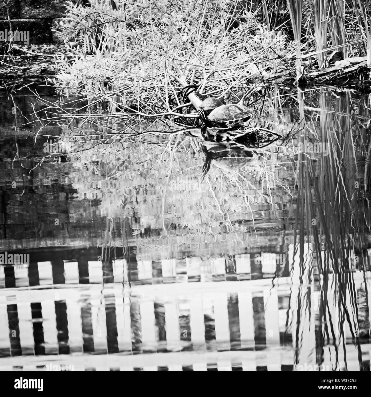 Gulf Shores, AL USA - 05/11/2019 - Schildkröte im Teich weißen Zaun B&W Stockfoto