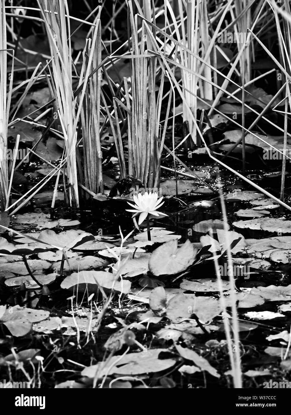 Gulf Shores, AL USA - 05/08/2019 - Weiße Teich Lily 1 B&W Stockfoto