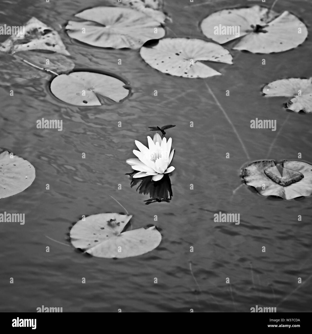 Gulf Shores, AL USA - 05/08/2019 - Weiße Teich Lilie mit Dragon Fly B&W Stockfoto