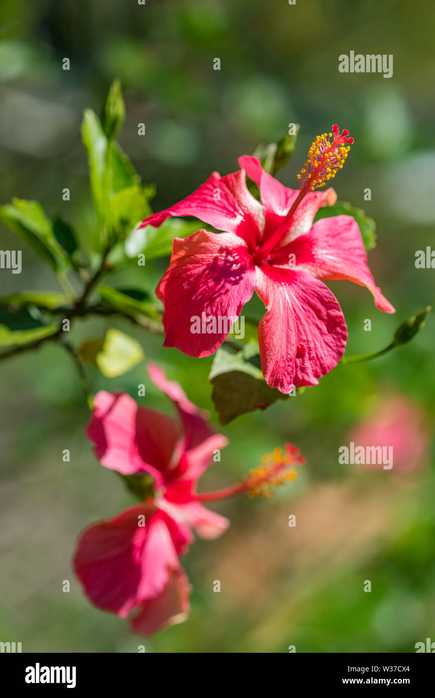 Rote Blume, Hibiscus Rosa Sinensis Nahaufnahme Stockfoto