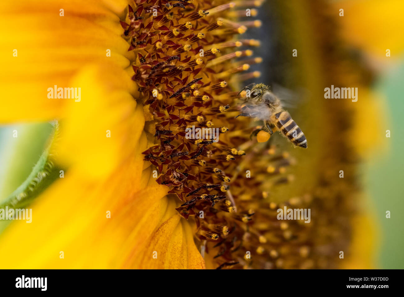 Biene sammelt Nektar von einer Sonnenblume Blume Nahaufnahme Stockfoto