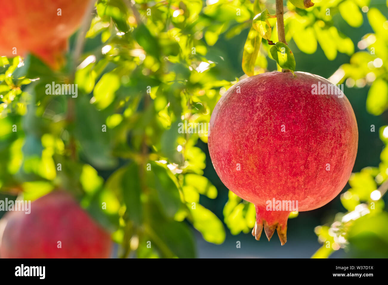 Reifer Granatapfel Obst auf einem Ast close-up Stockfoto